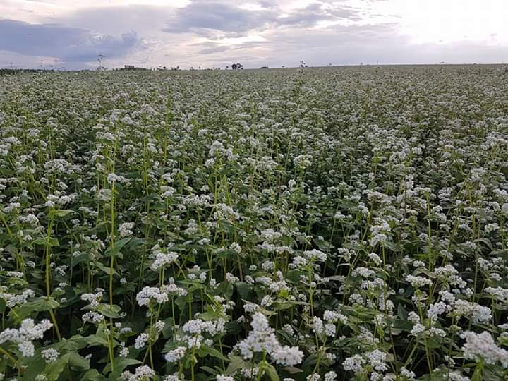 ÓTIMA FAZENDA ,IVESTIDORES UMA OTIMA OPORTUNIDADE