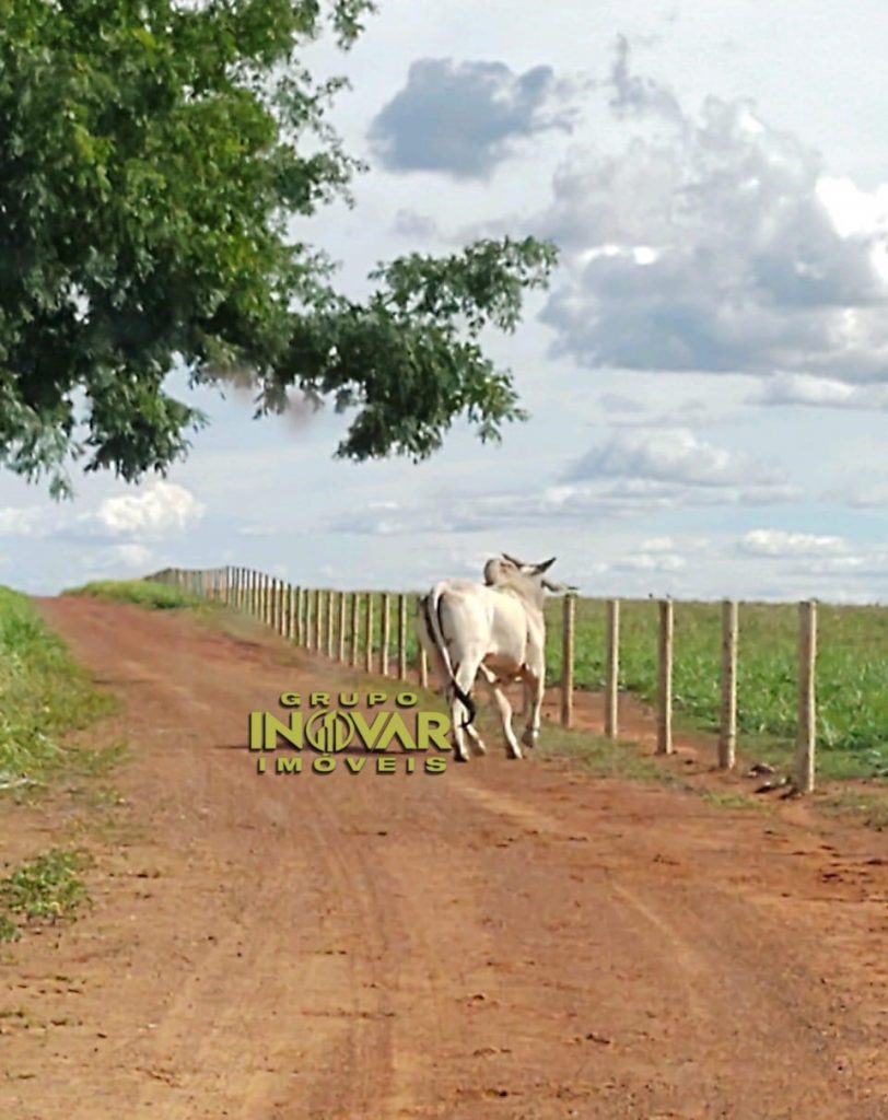 VENDE-SE  FAZENDA SÃO BENTO TOCANTINS