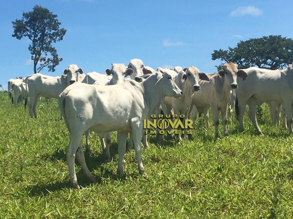 Belíssima chácara de 17 alqueires. Localizada município de Gameleira de Goiás