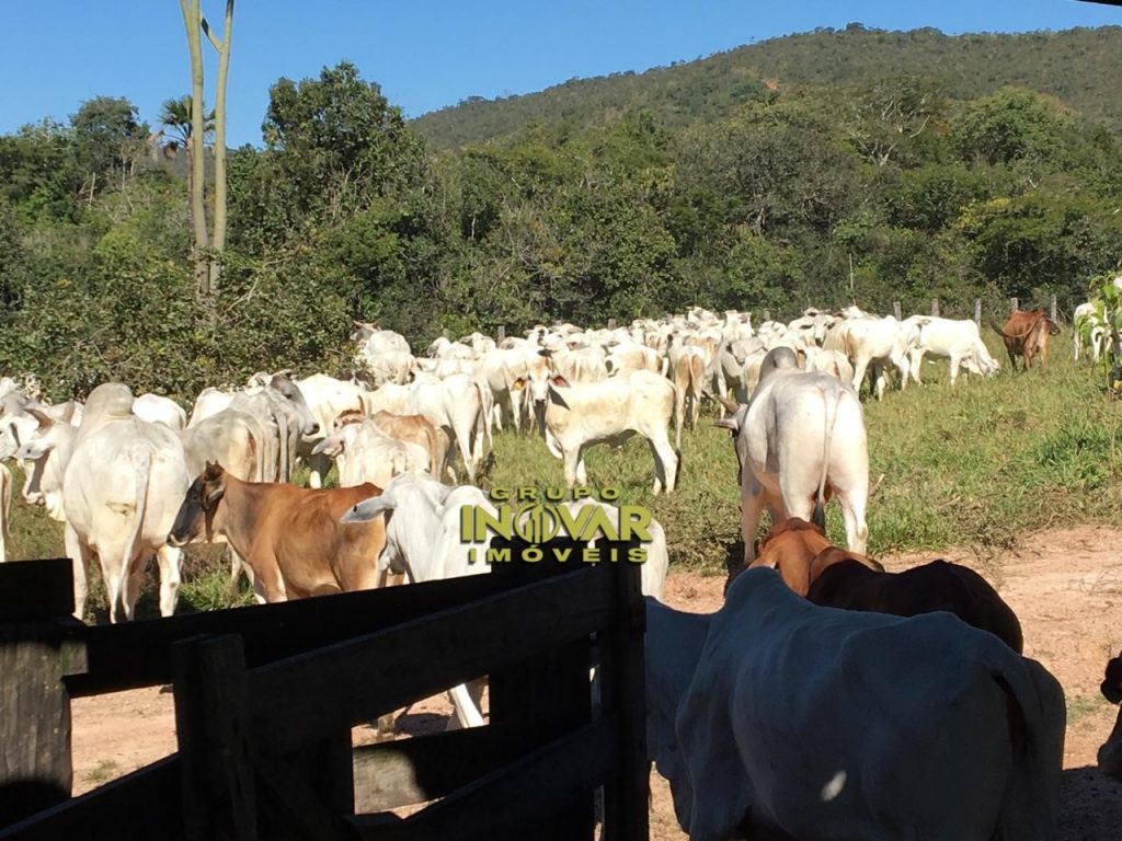 Belíssima chácara de 17 alqueires. Localizada município de Gameleira de Goiás