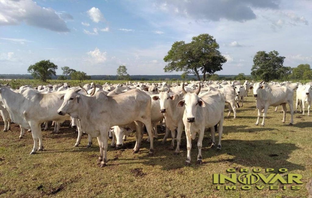 vende-se fazenda Área total: 3.291,2000 hectares (680,00 alqueires).