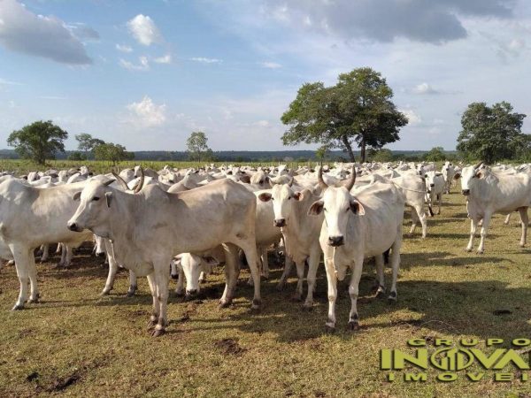 vende-se fazenda Área total: 3.291,2000 hectares (680,00 alqueires).