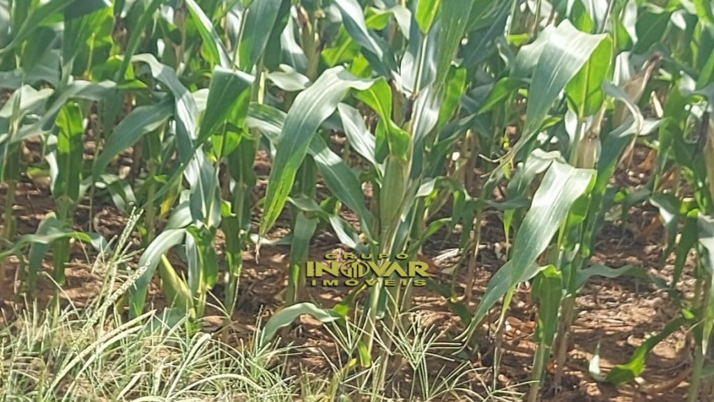 FAZENDA LOCALIZADA NO VALE DO ARAGUAIA-TO🐄 DULPLA APTIDÃO 🌱 AREA TOTAL; • São 430 alqueires ou, (2081,20 hectares).