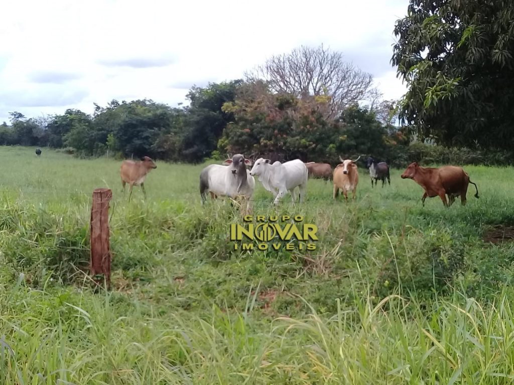 Vende-se fazenda em Luziânia 11Alqueires